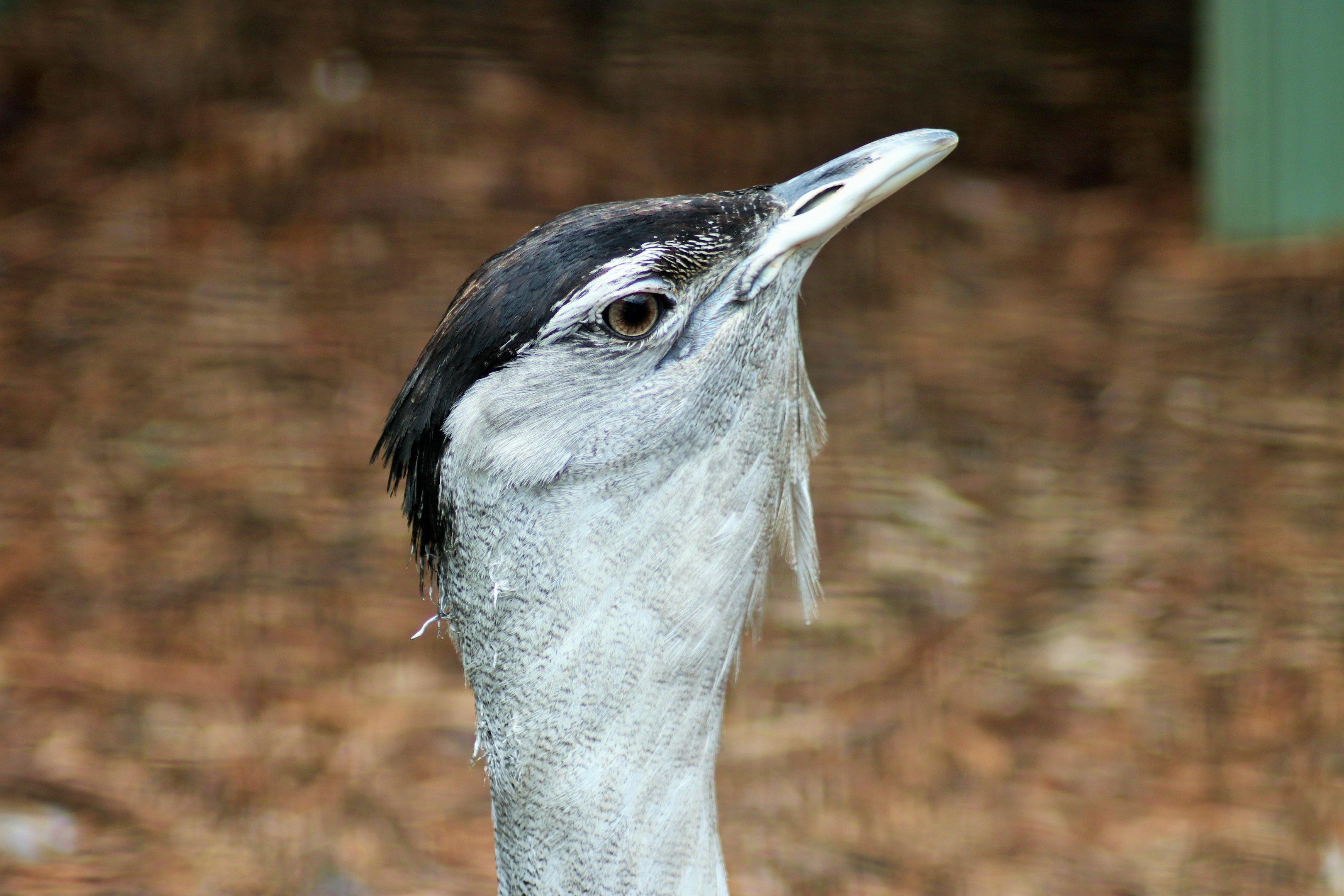 Australian Bustard (Ardeotis australis)