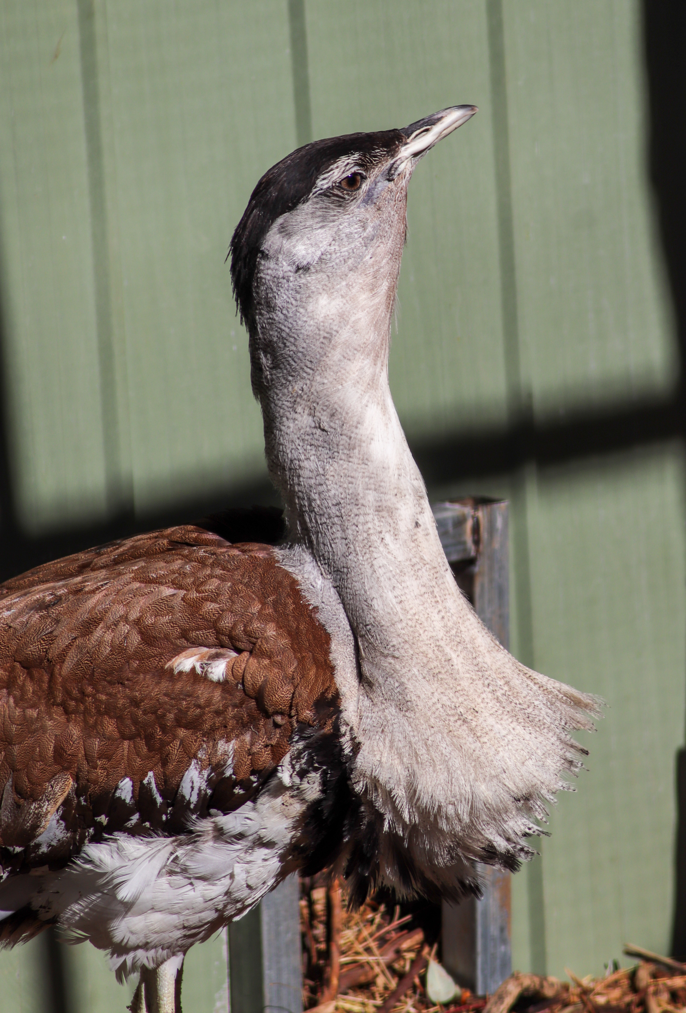 Australian Bustard (Ardeotis australis)