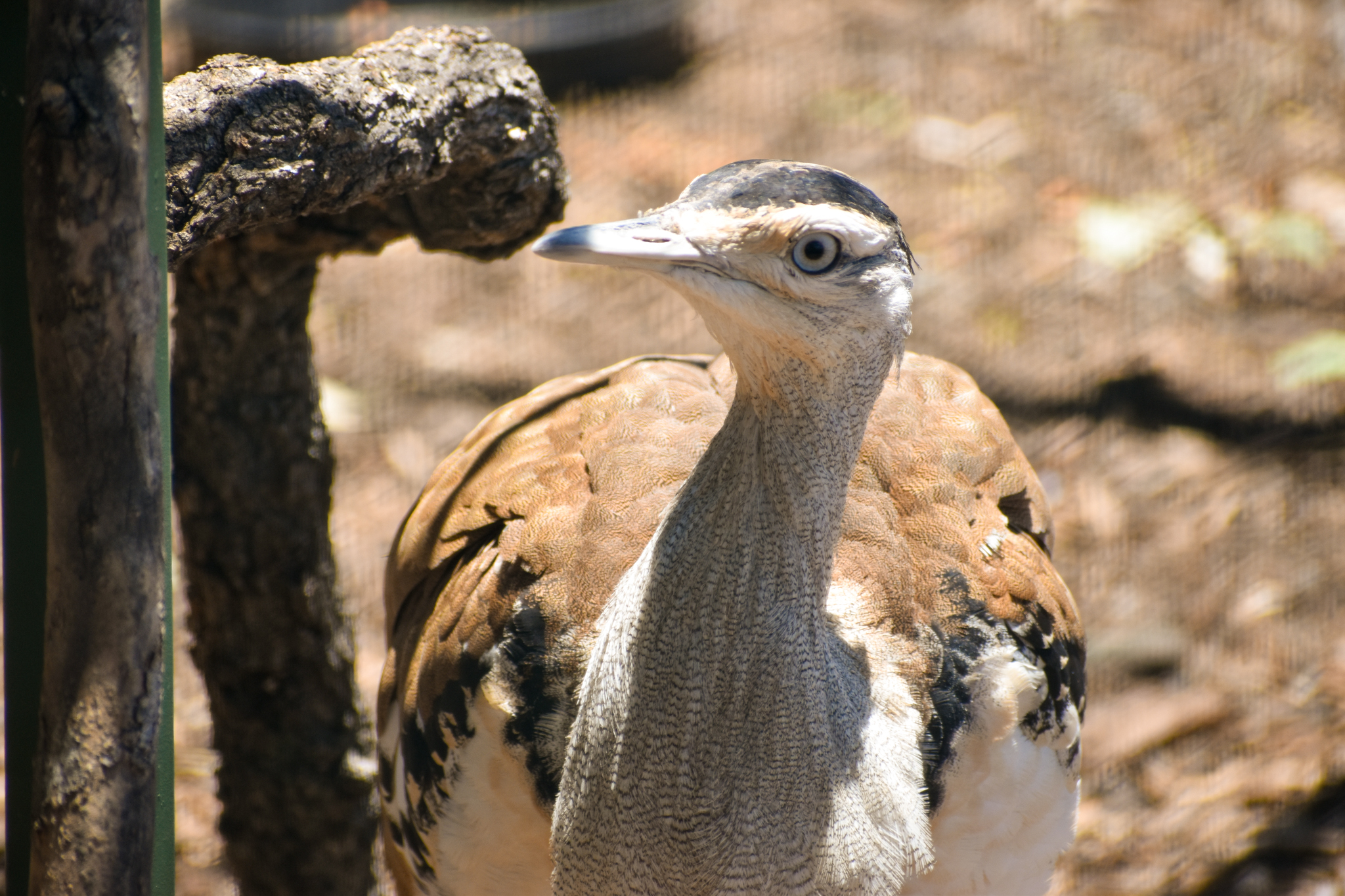 Australian Bustard (Ardeotis australis)