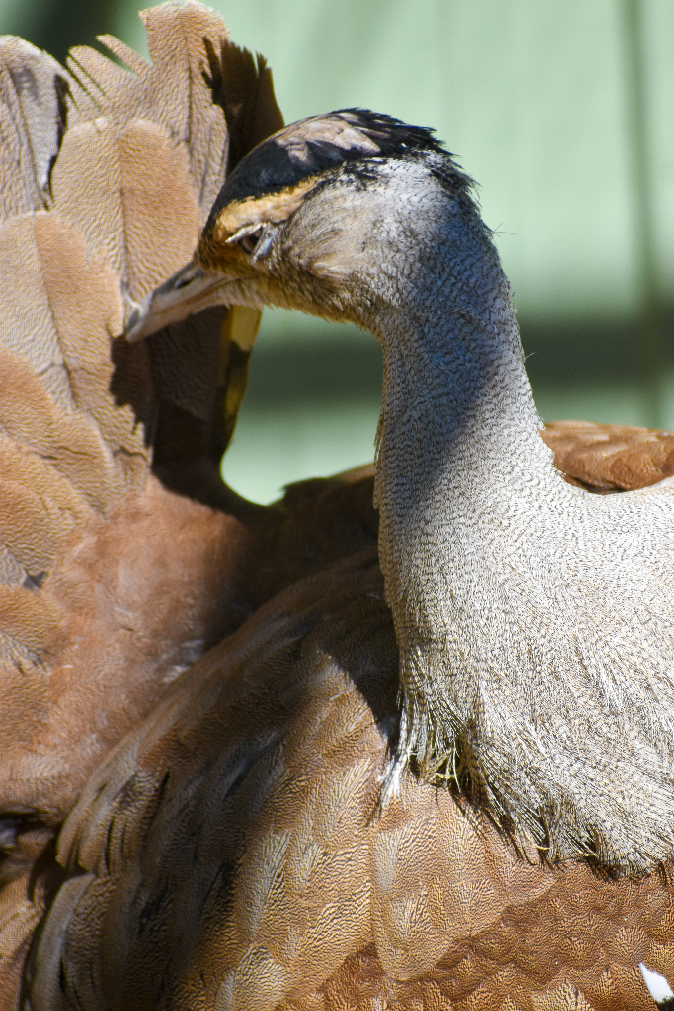 Australian Bustard (Ardeotis australis)