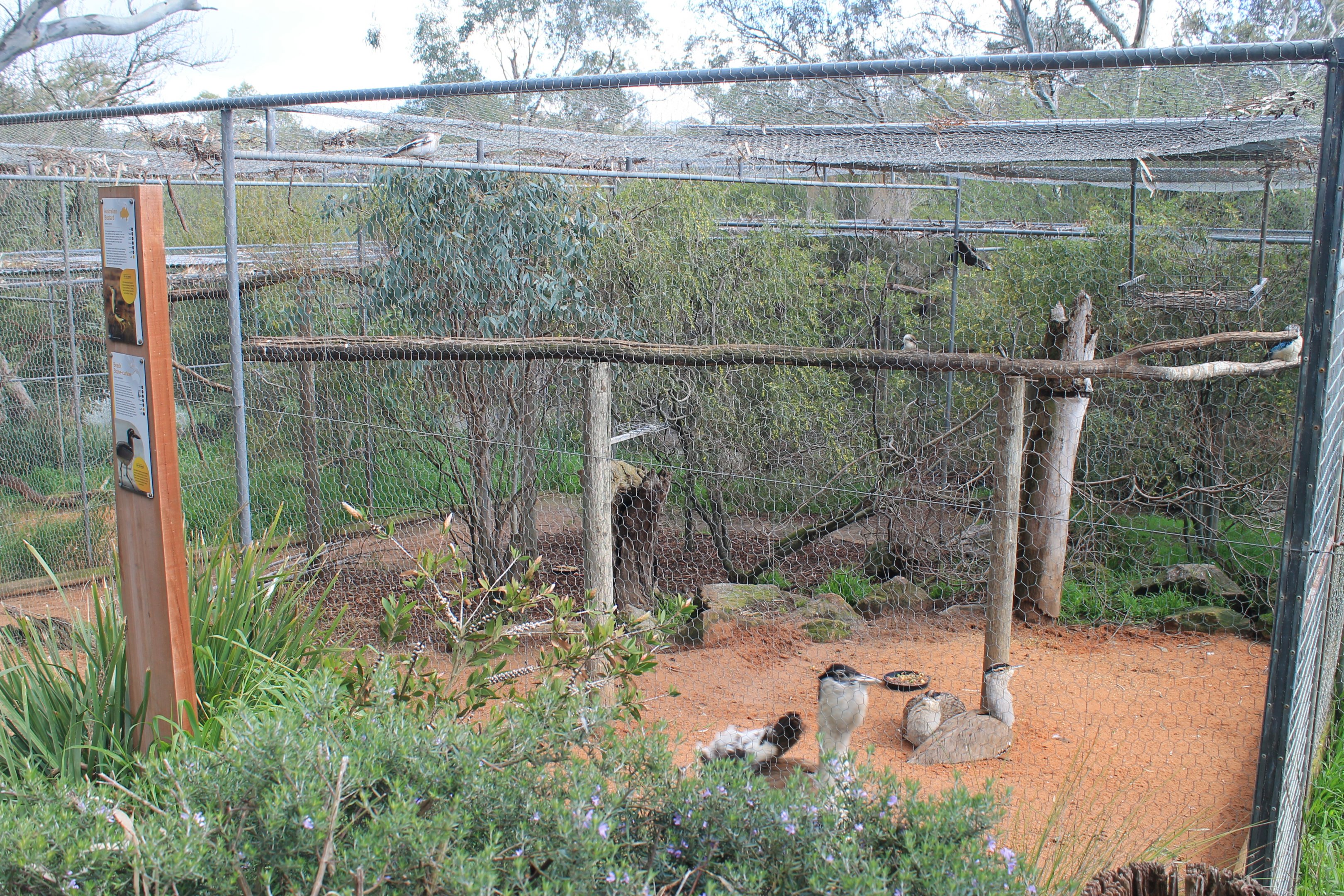 Australian Bustard aviary