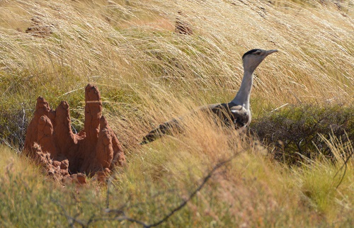 Australian bustard beside termite mound