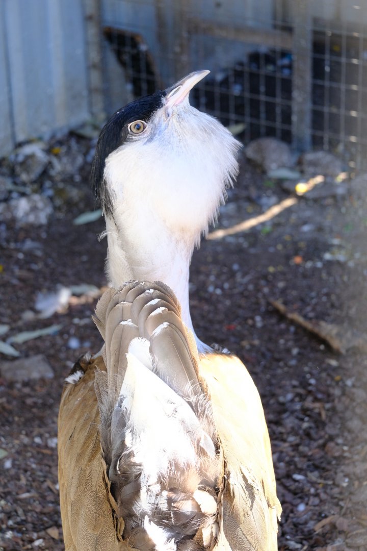 Australian Bustard - Darling Downs Zoo