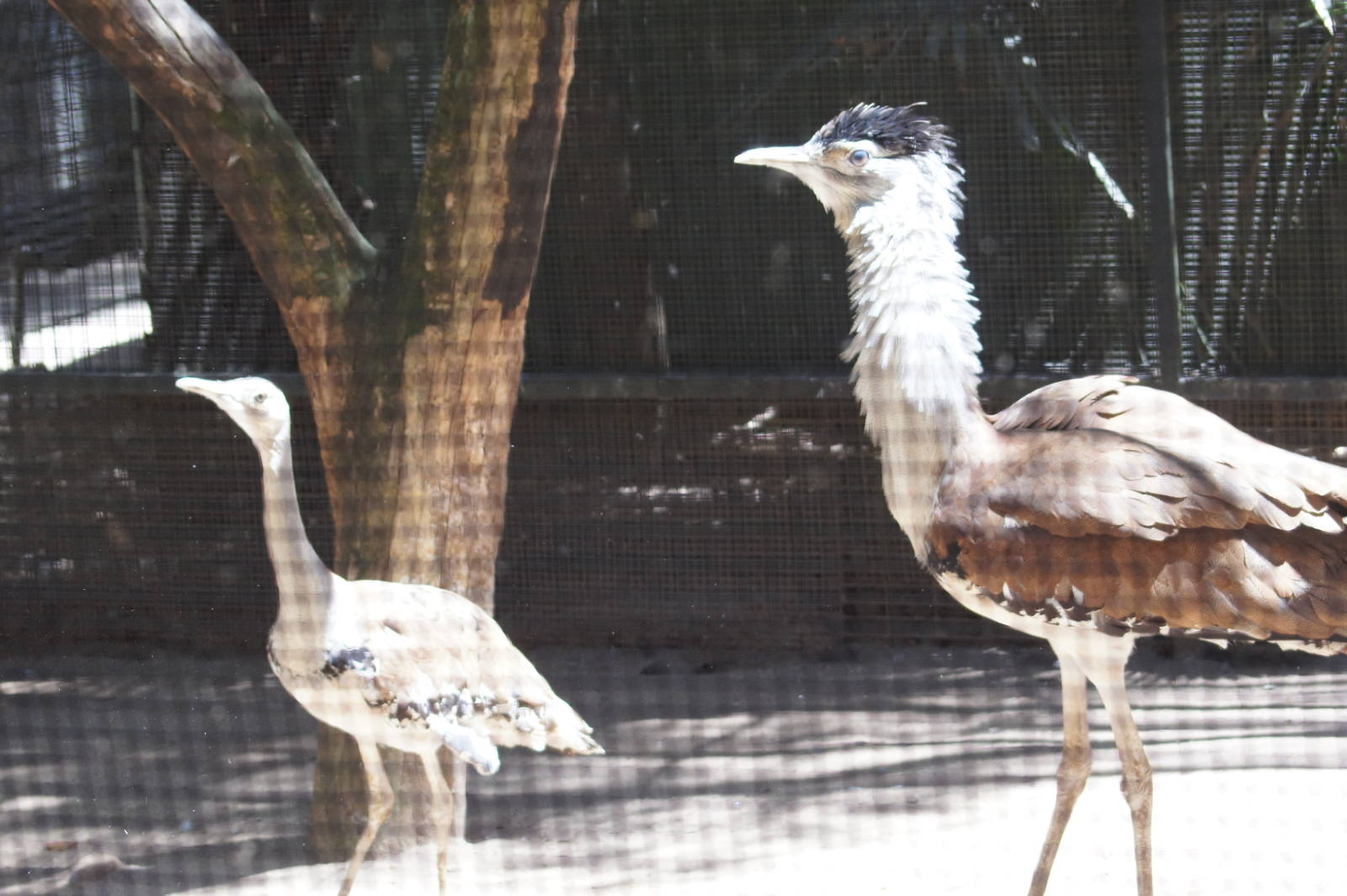 Australian bustard female (left) and male (right)