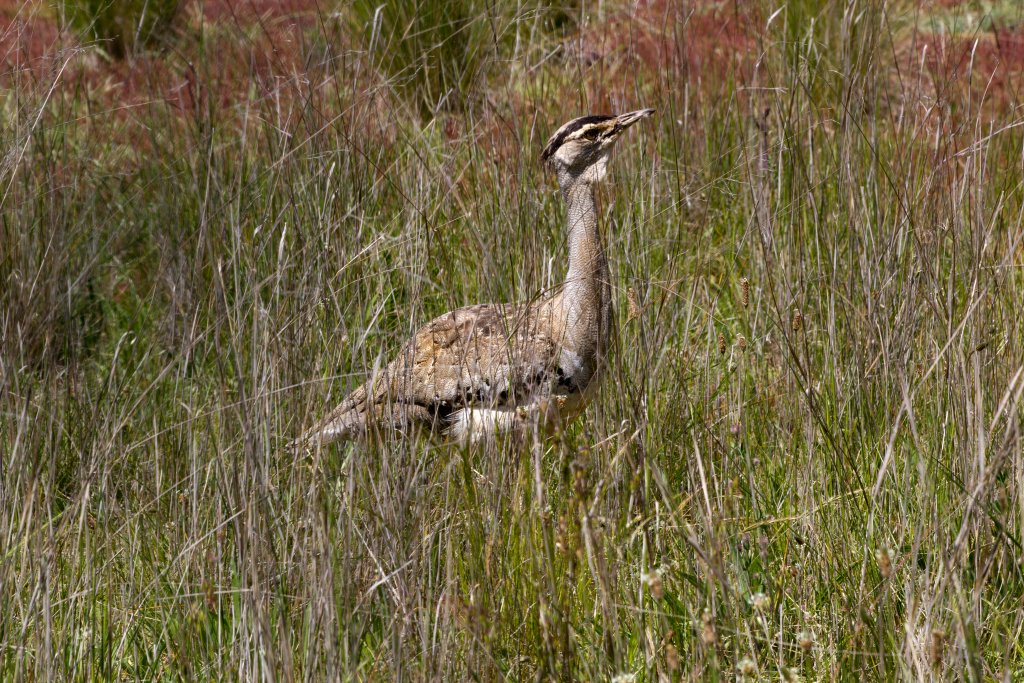 Australian Bustard female