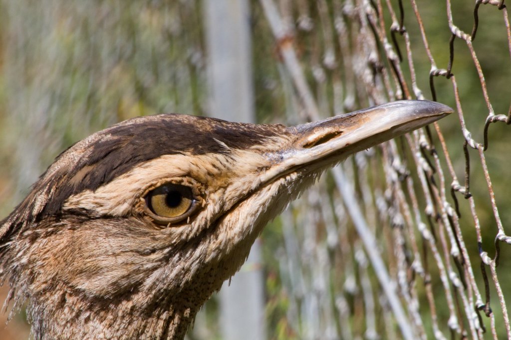 Australian Bustard female