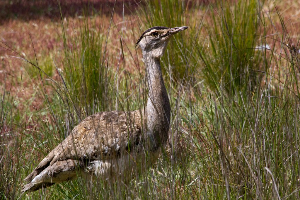 Australian Bustard female