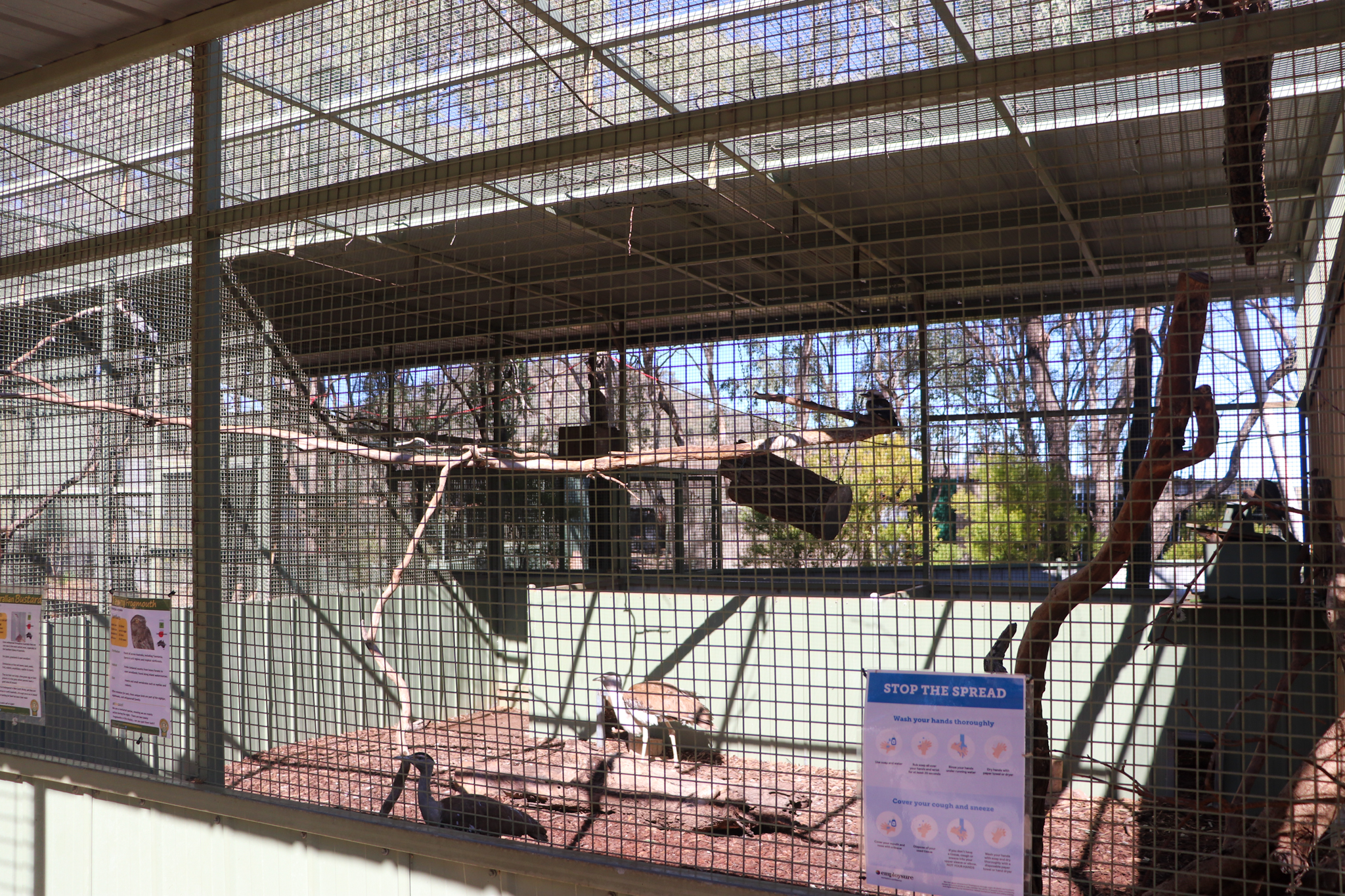 Australian Bustard/Kookaburra/Tawny Frogmouth Aviary