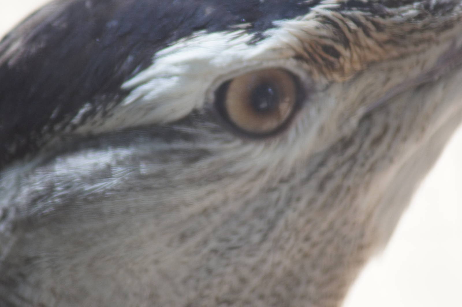 Australian bustard (male) eye