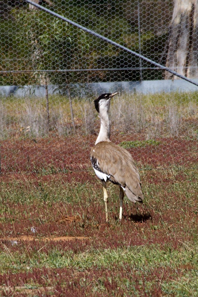 Australian Bustard male