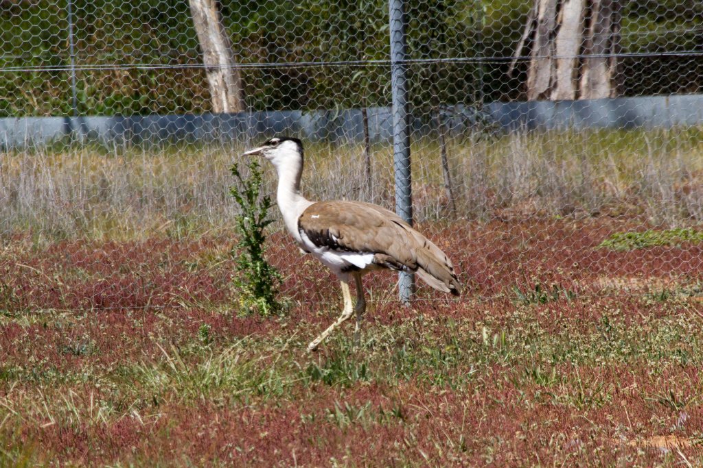 Australian Bustard male