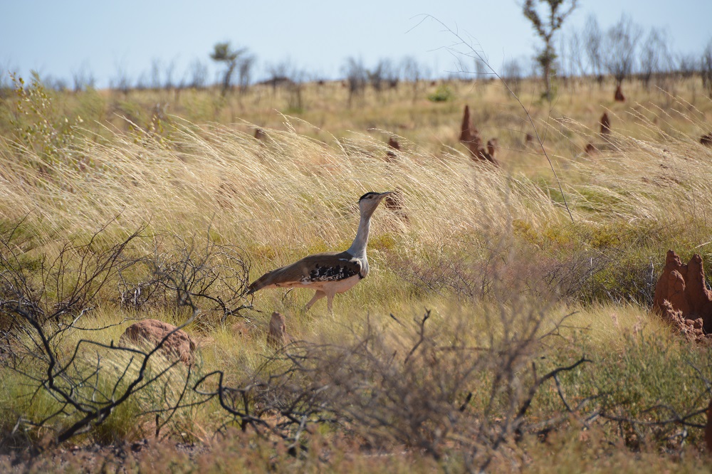 Australian bustard.  NT