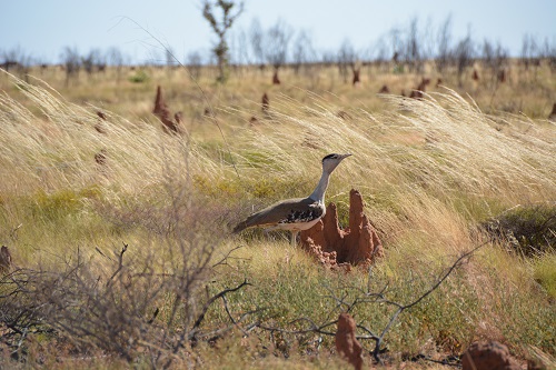 Australian bustard with termite mounds
