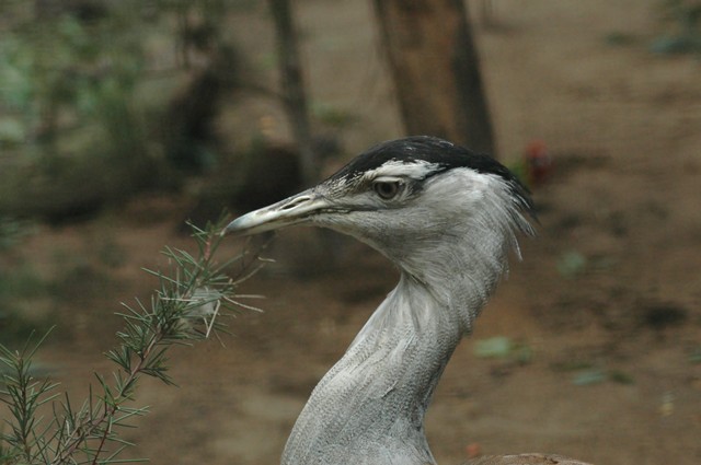 Australian Bustard