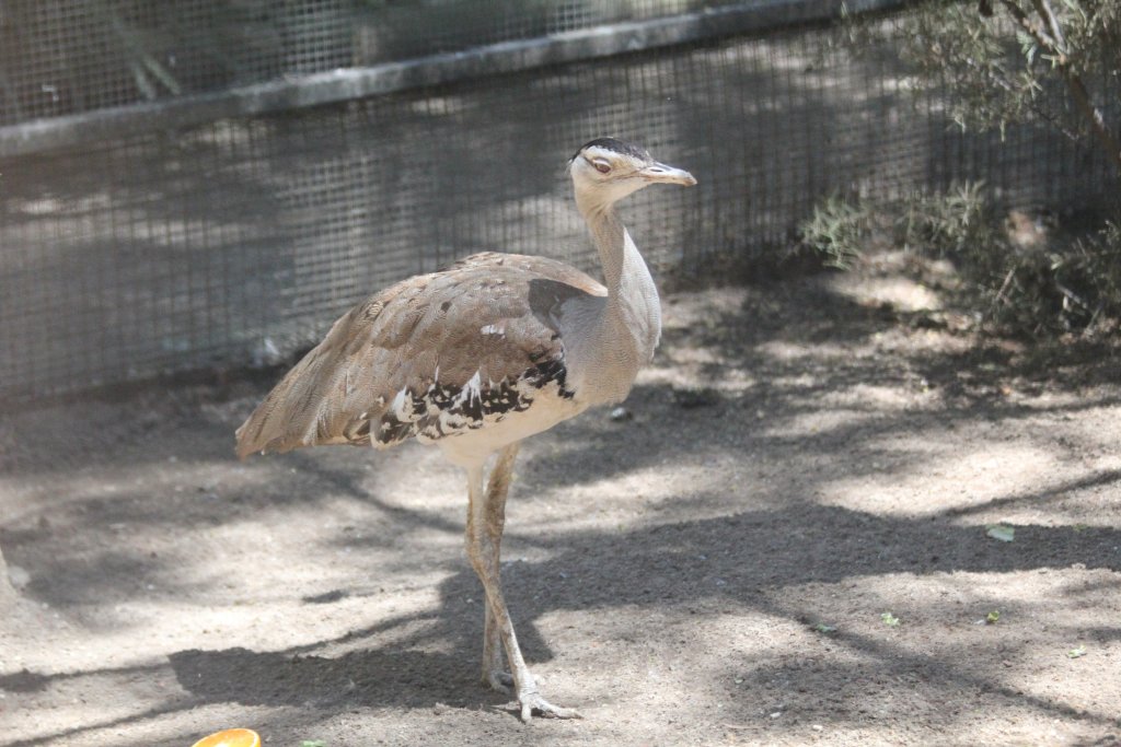 Australian Bustard