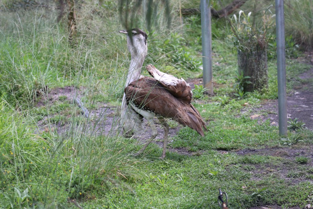 Australian Bustard