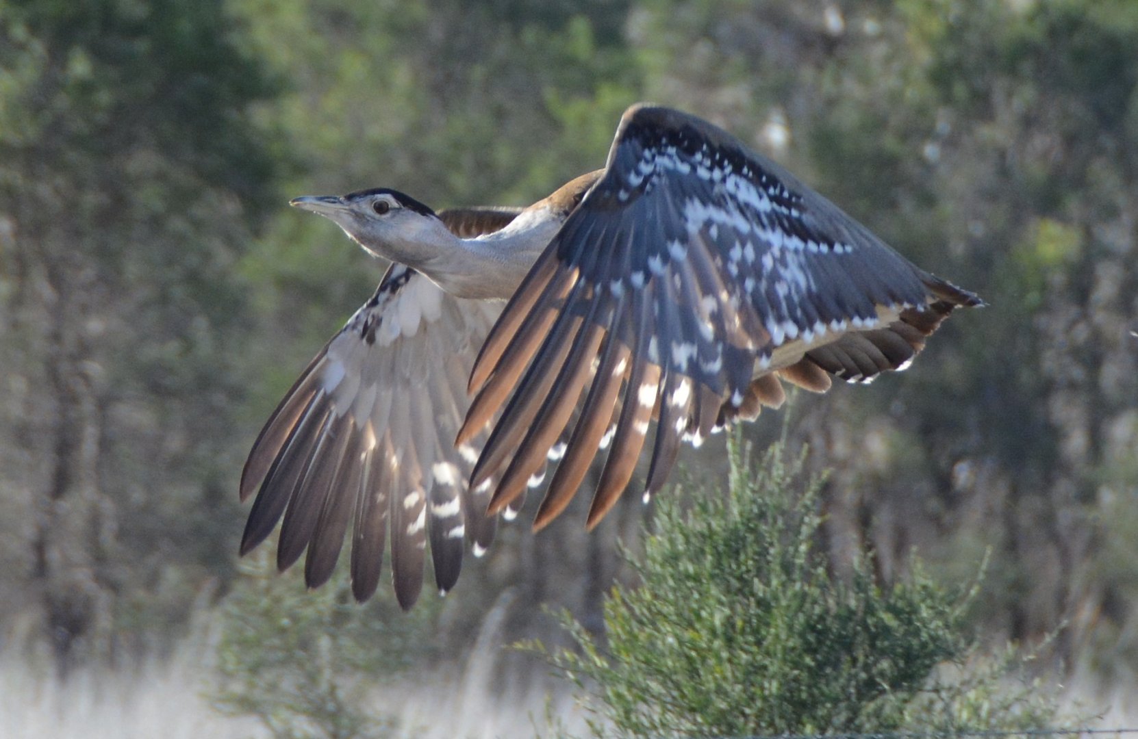 Australian bustard