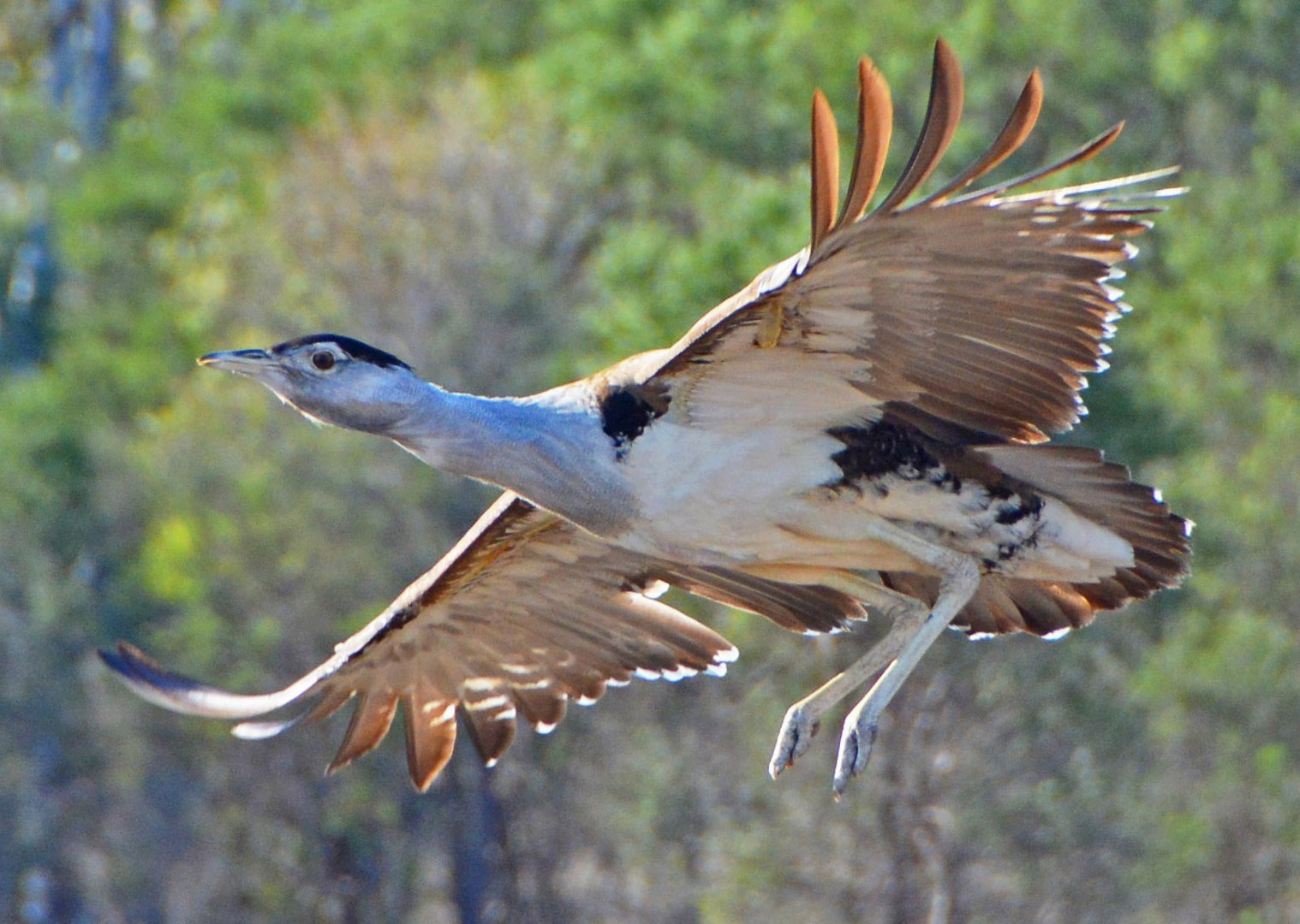 Australian bustard