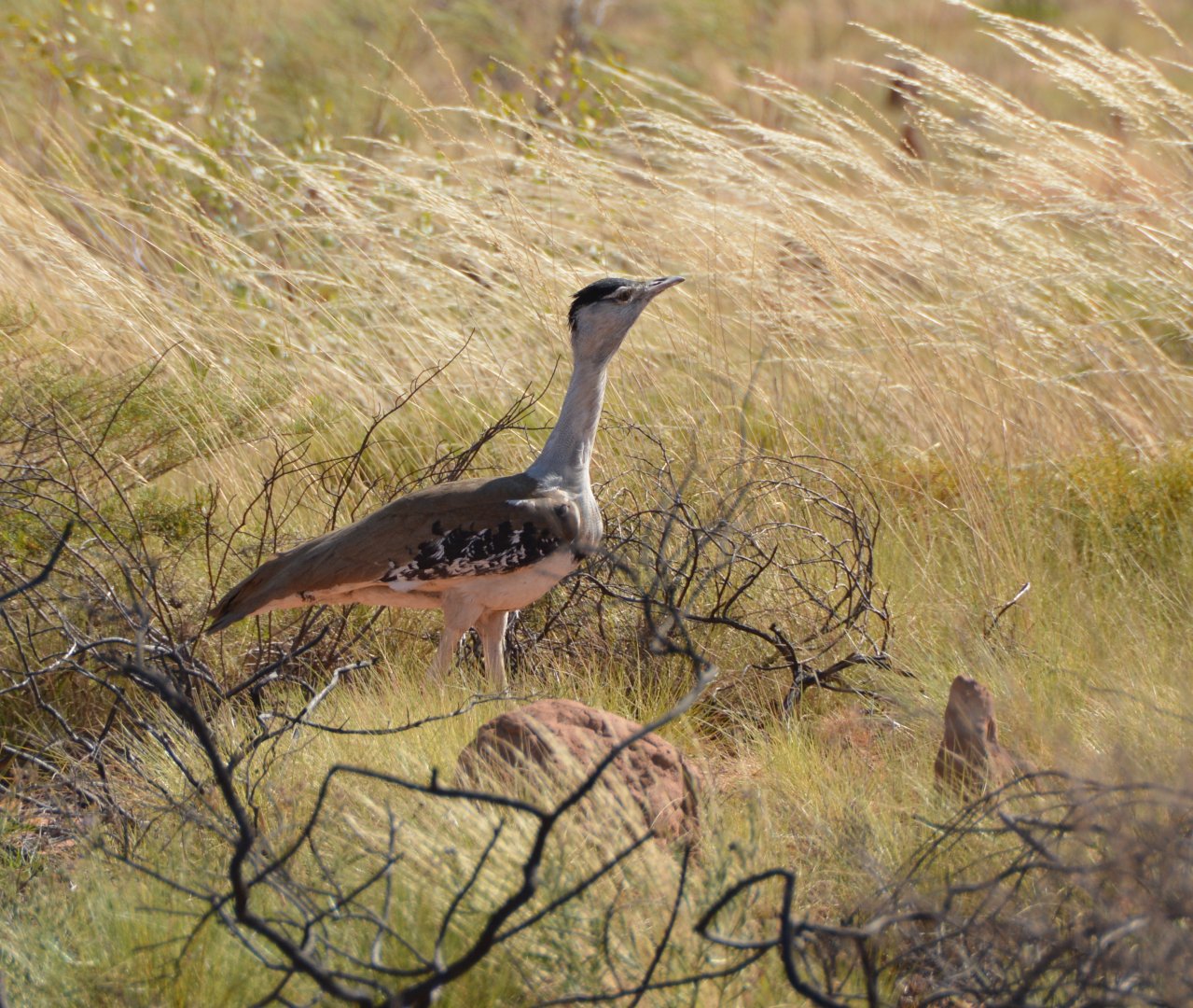 Australian bustard