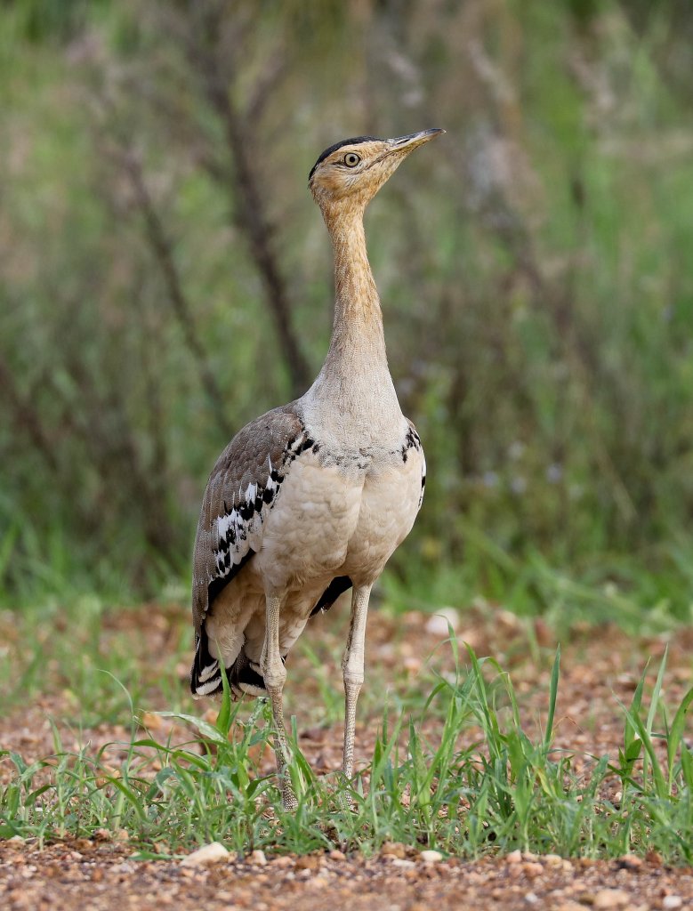 Australian Bustard