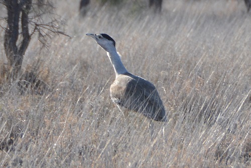 Australian bustard