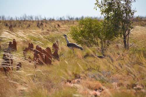 Australian bustard