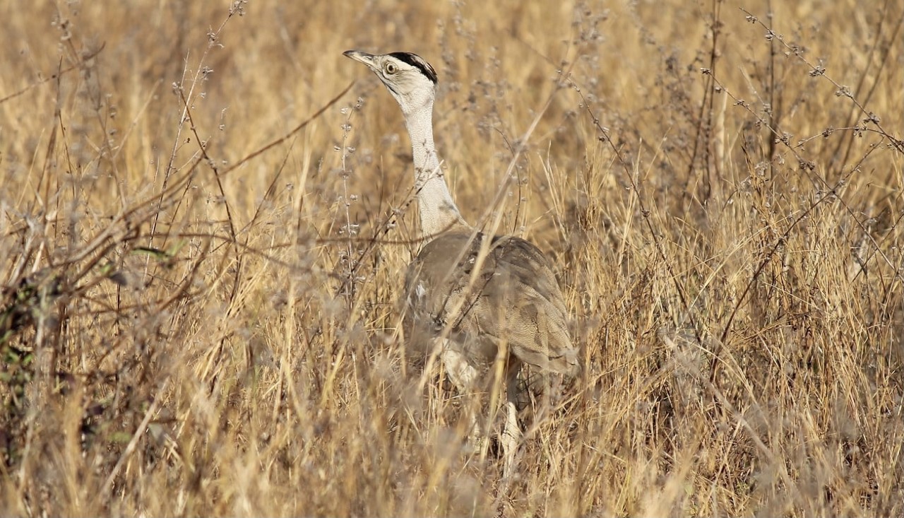 Australian Bustard