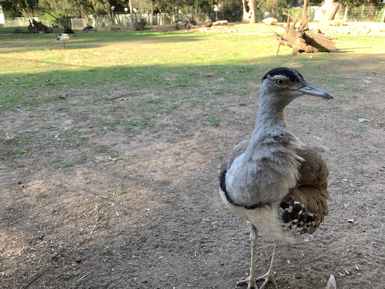 Australian Bustard