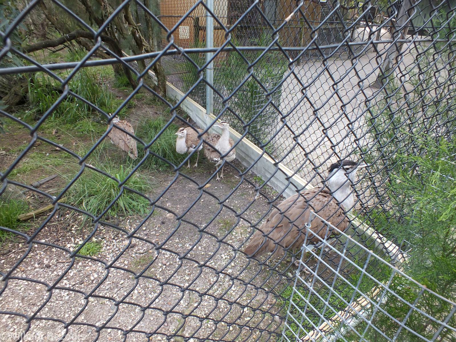 Australian Bustards - Caversham Wildlife Park