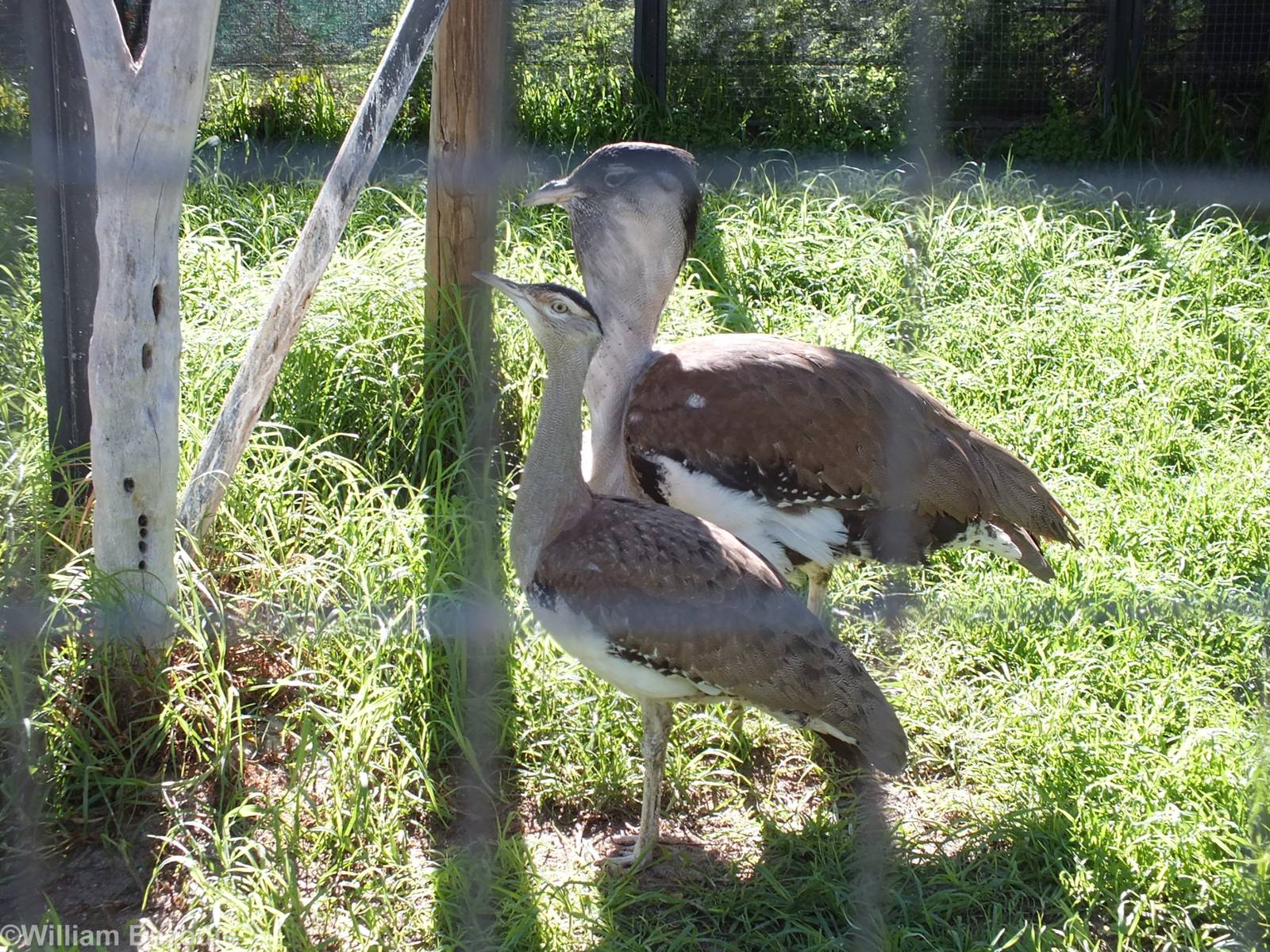Australian Bustards