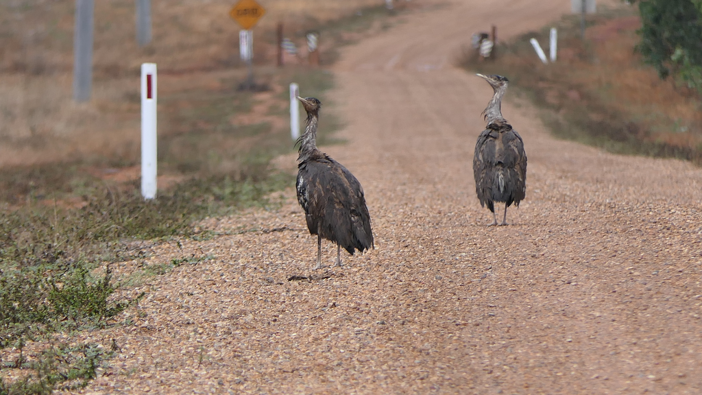 Australian Bustards