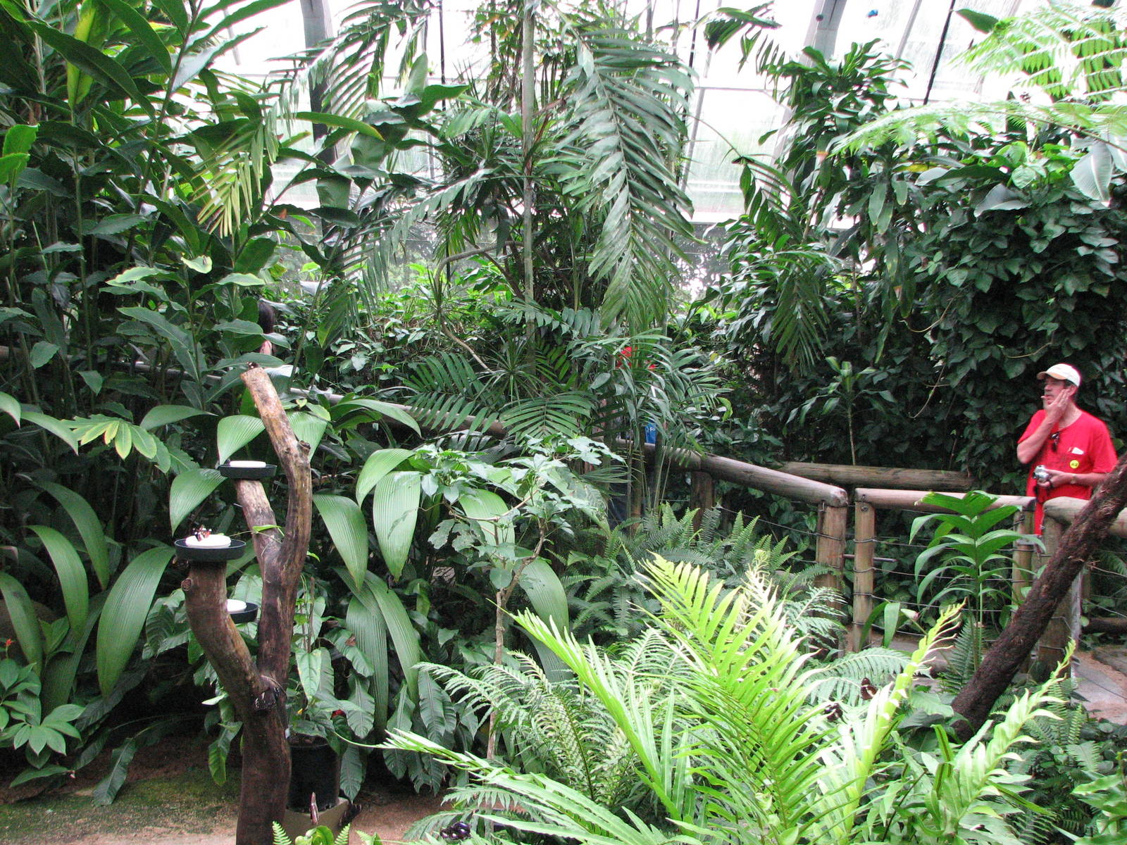 Australian Butterfly Sanctuary 2007 - Inside the sanctuary