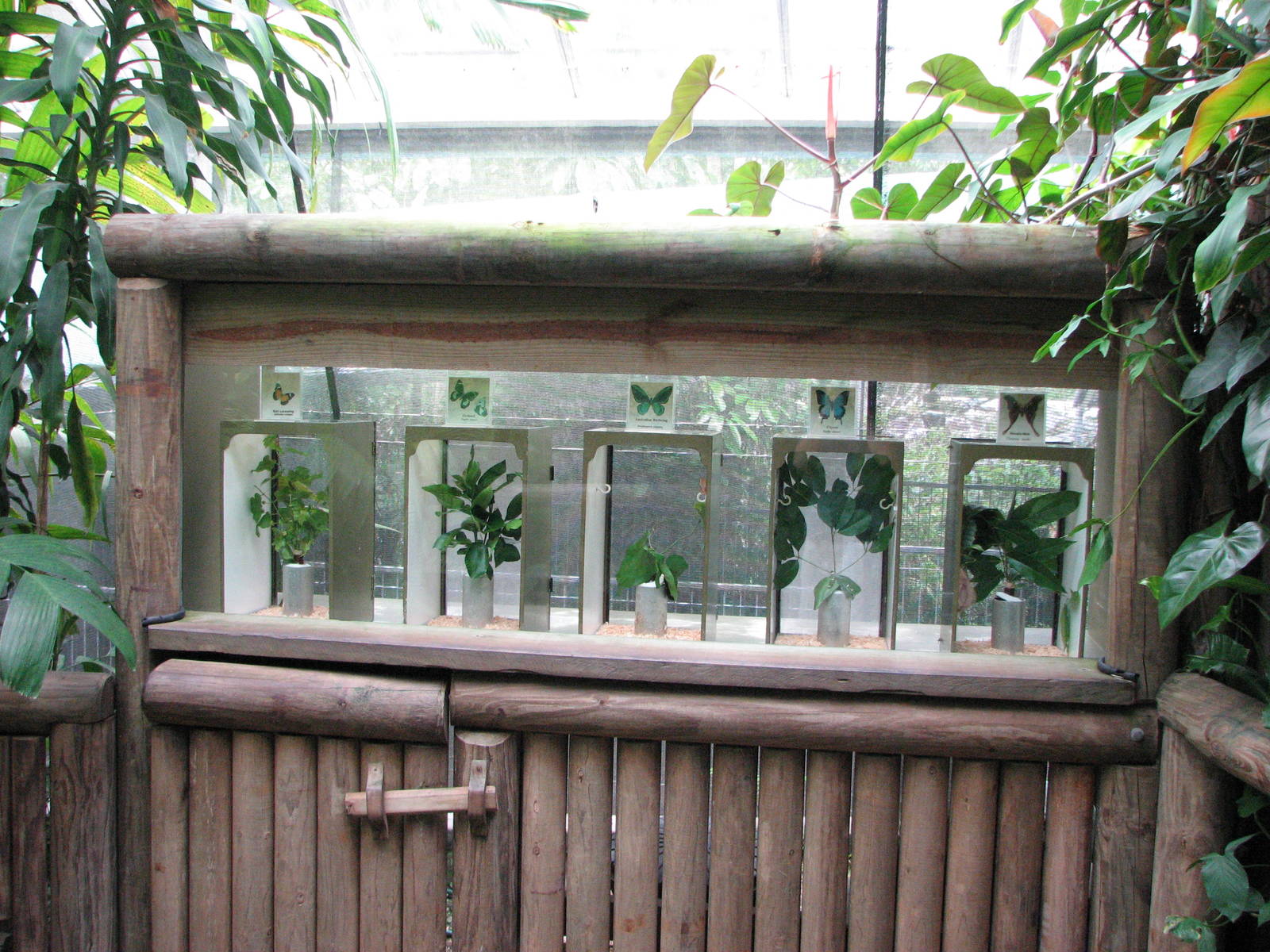 Australian Butterfly Sanctuary 2007 - Inside the sanctuary