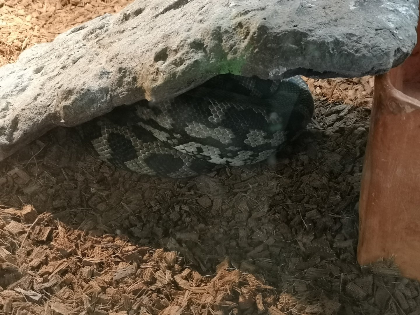 Australian Carpet Python (Morelia spilota)