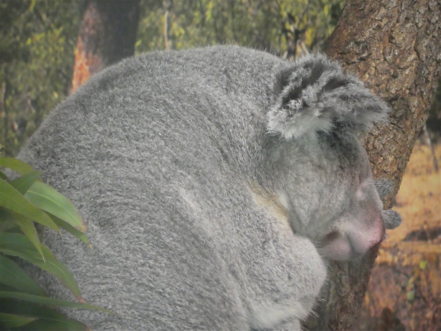 Australian Center - Koala