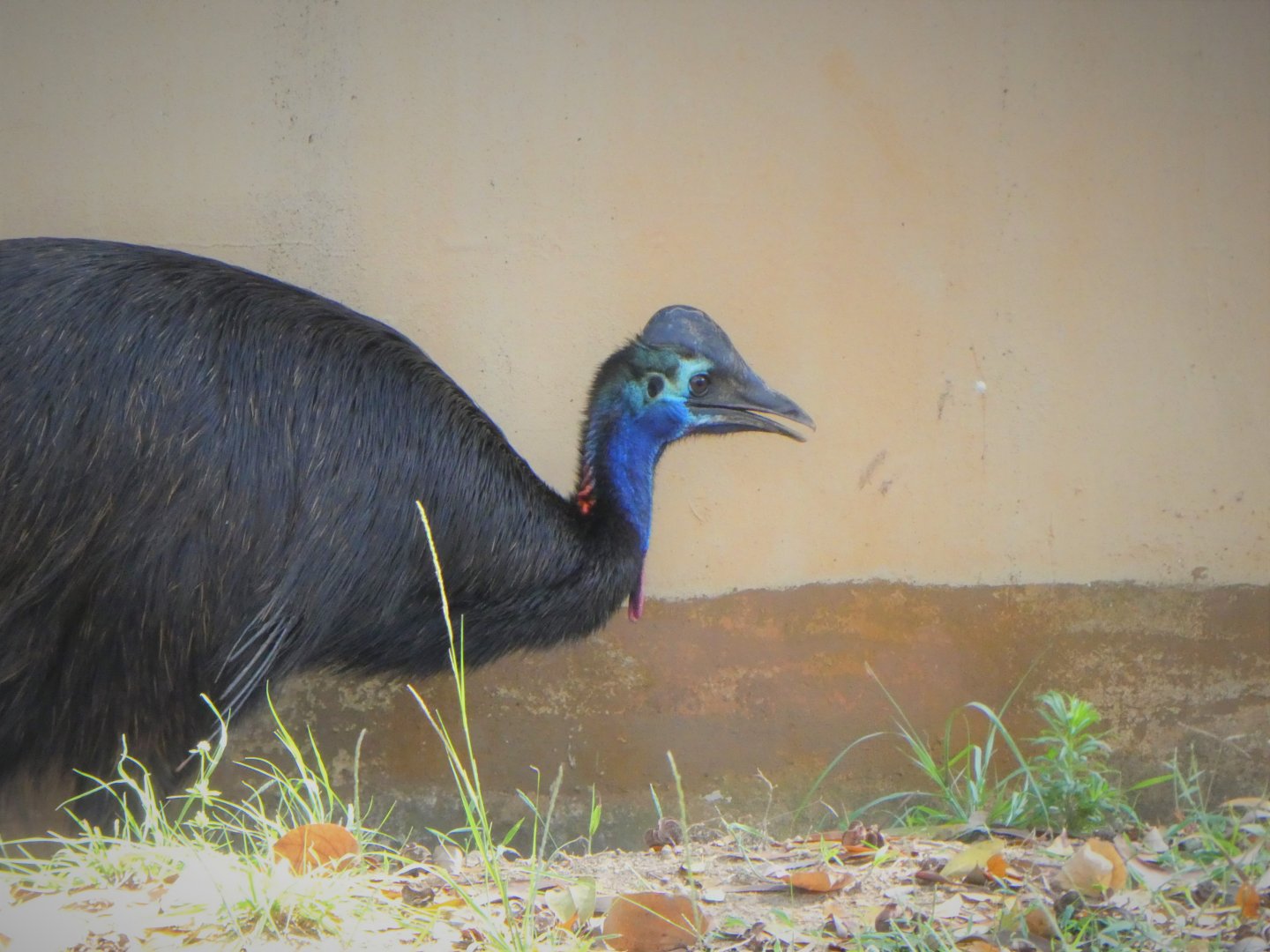 Australian Center - Southern Cassowary