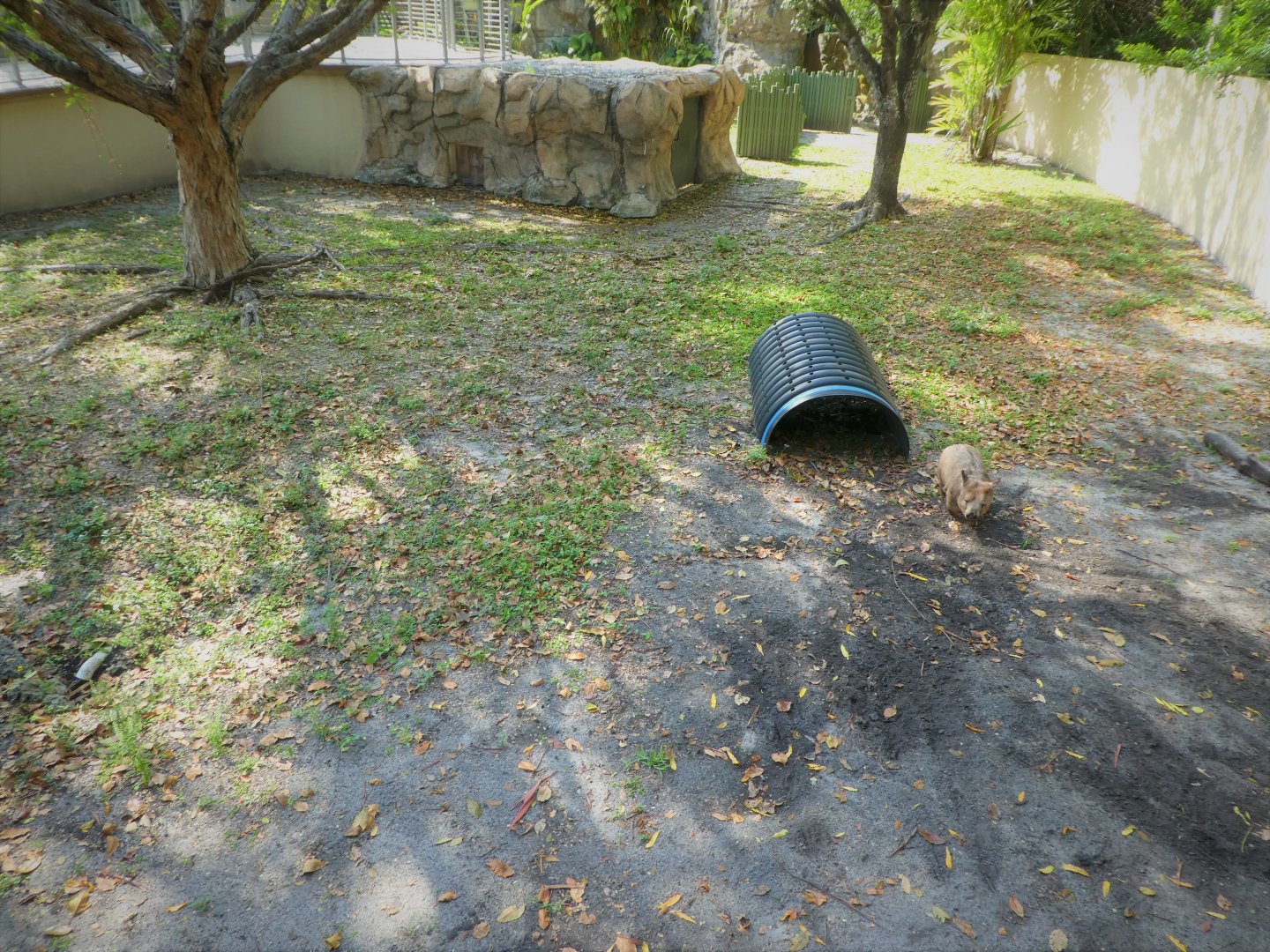 Australian Center - Southern Hairy-nosed Wombat Exhibit