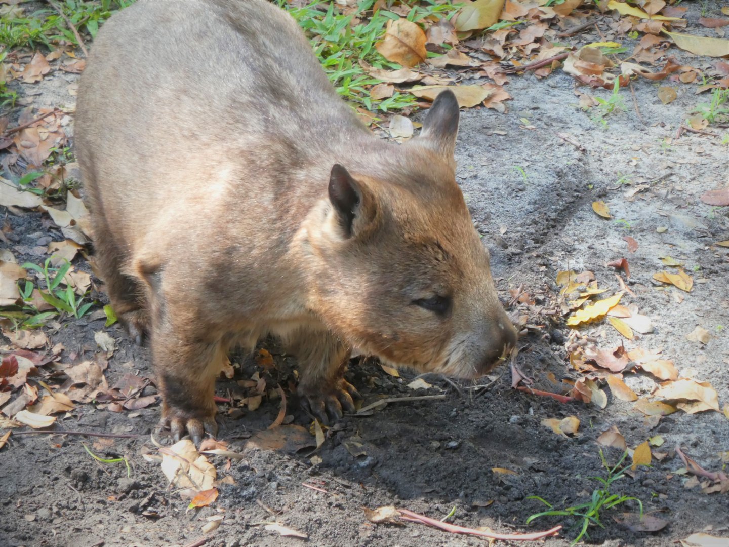 Australian Center - Southern Hairy-nosed Wombat