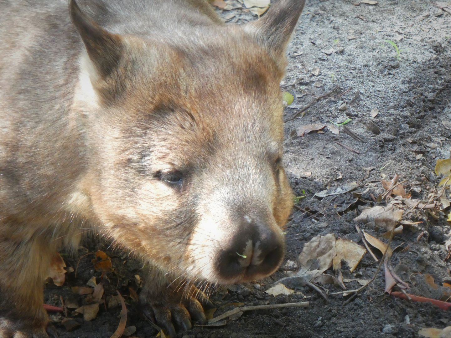 Australian Center - Southern Hairy-nosed Wombat