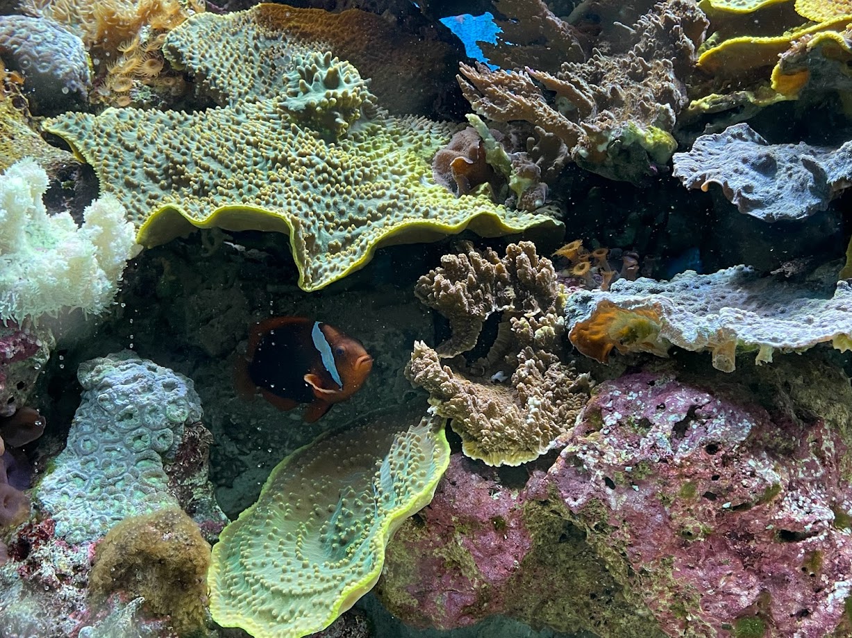 Australian Clownfish