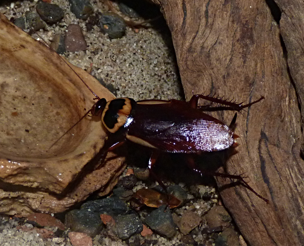 Australian cockroach (Periplaneta australasiae)