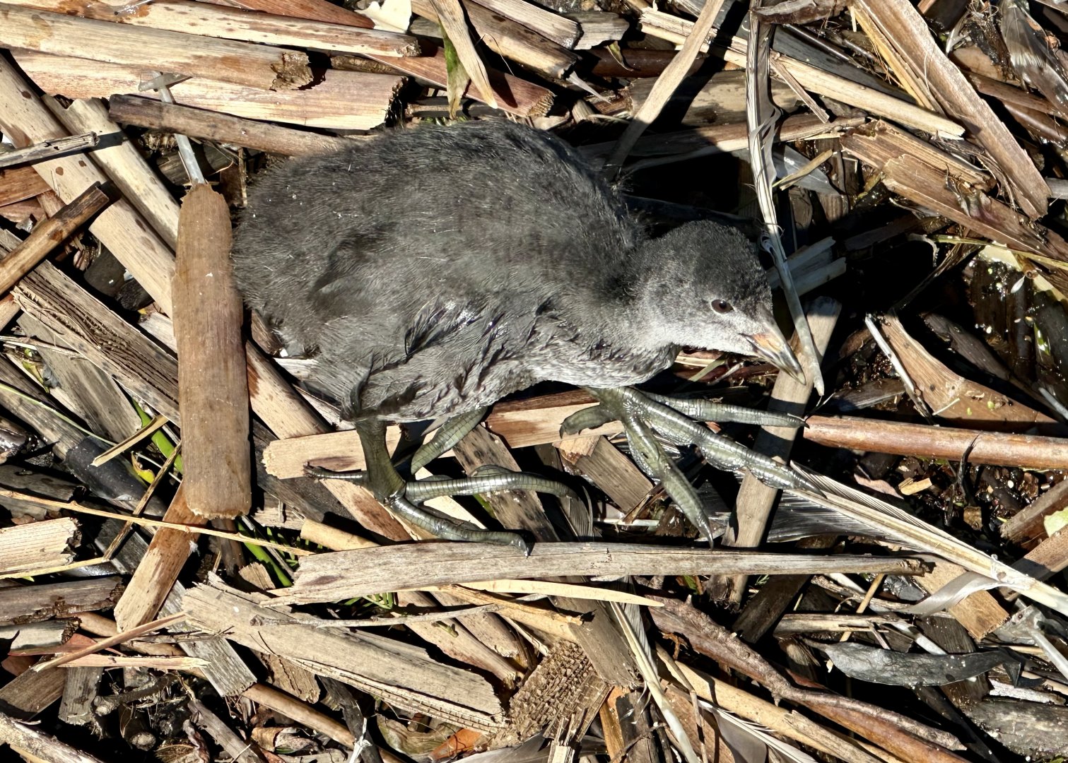Australian coot (Fulica atra australis)