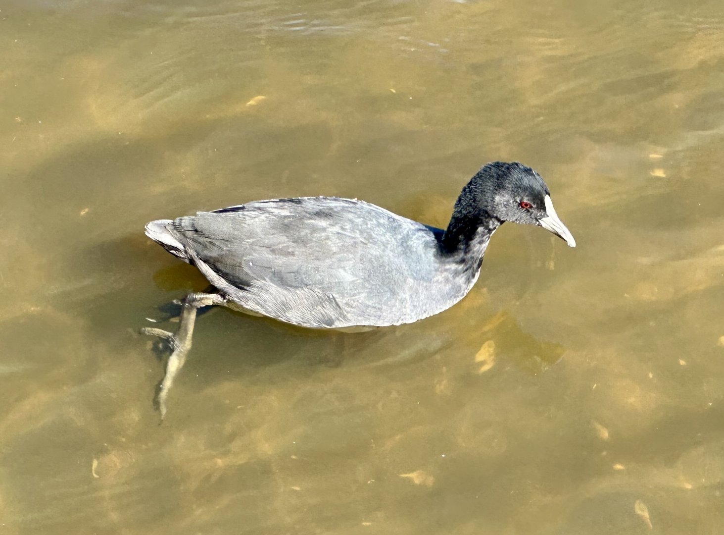 Australian coot (Fulica atra australis