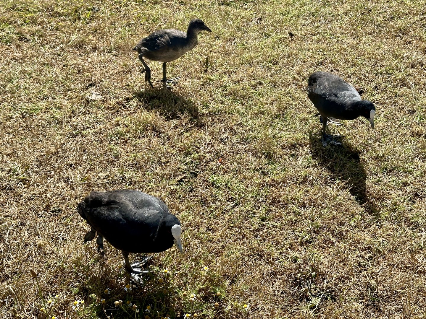 Australian coot (Fulica atra australis)