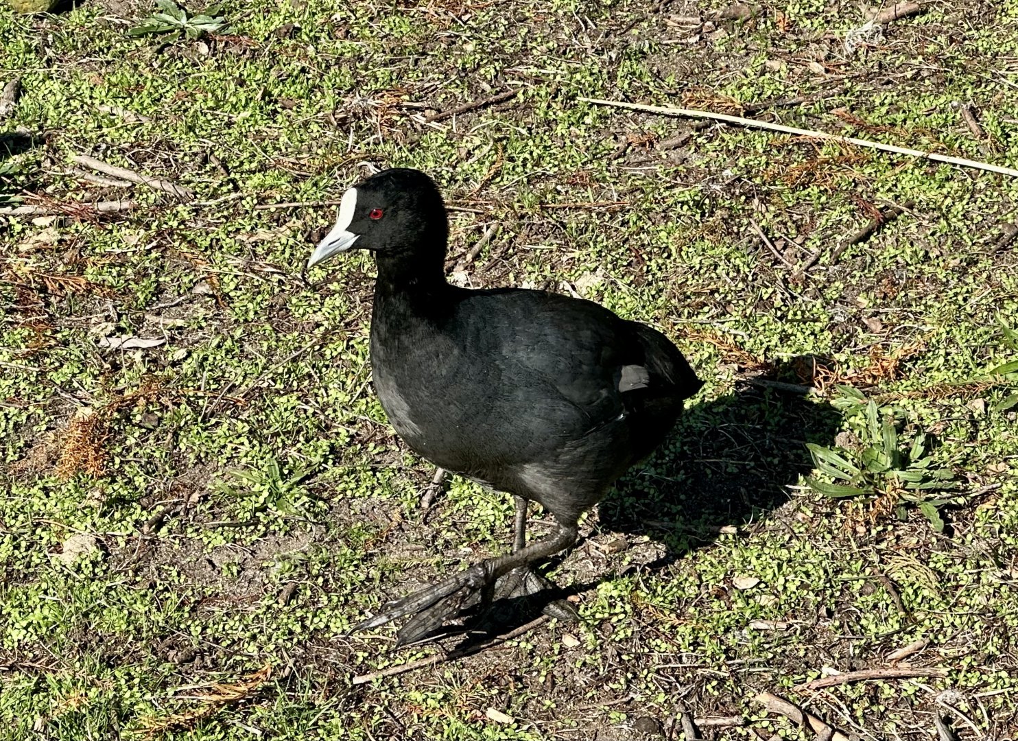 Australian coot (Fulica atra australis)