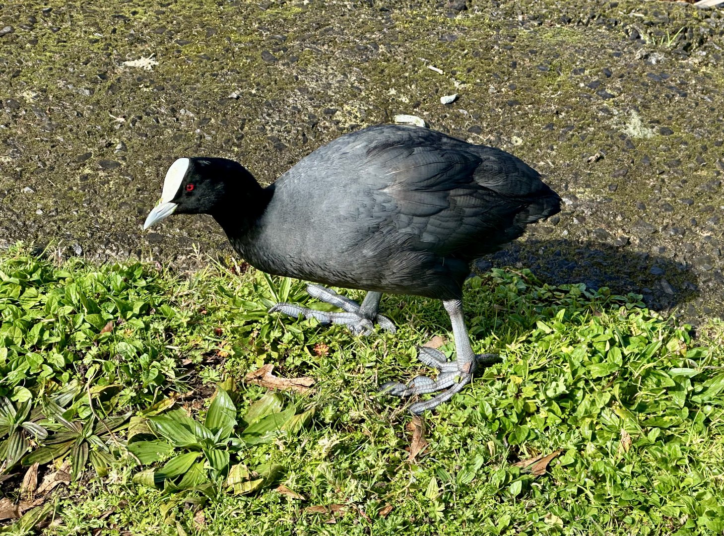 Australian coot (Fulica atra australis)