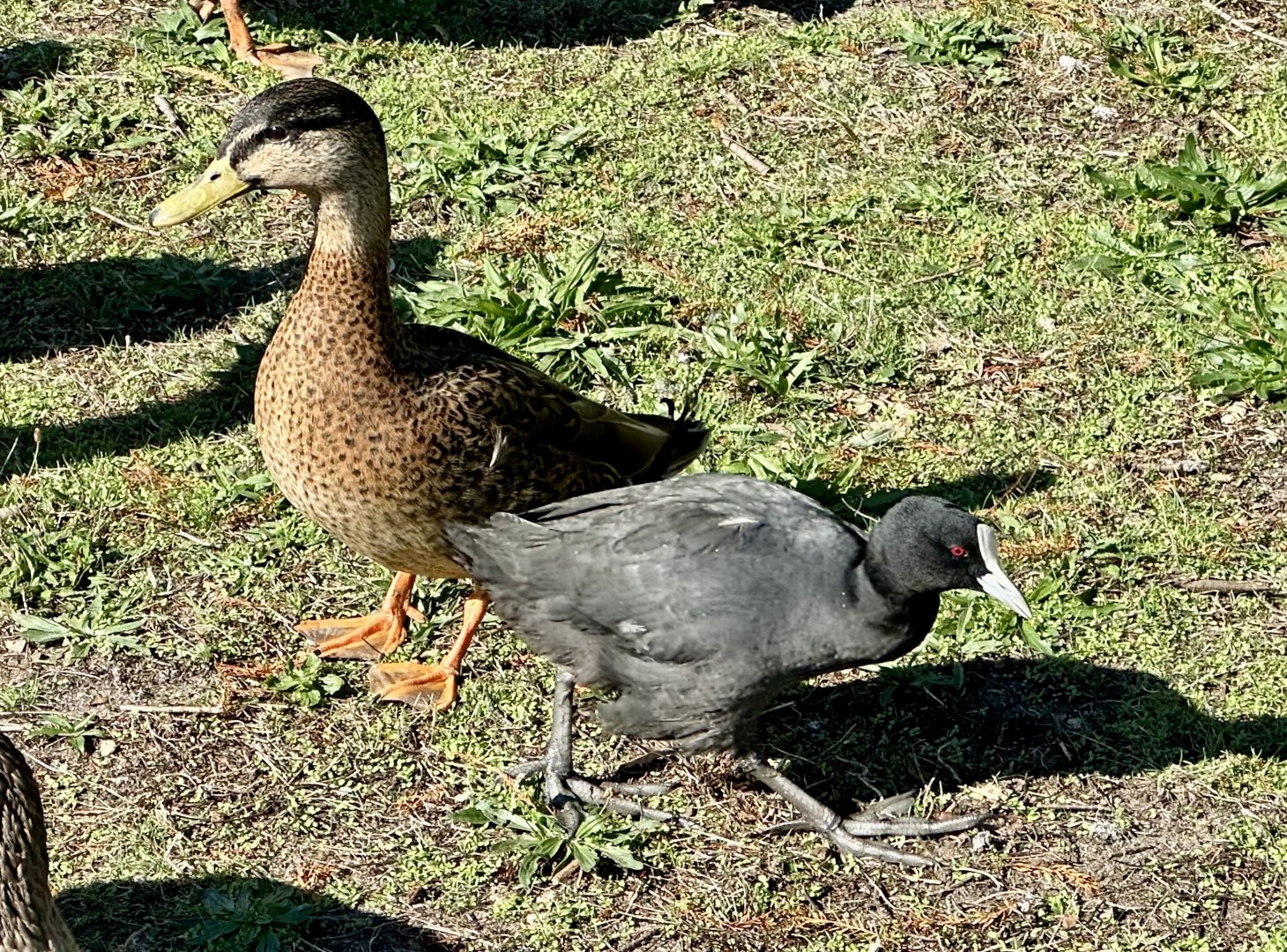 Australian Coot/Mallard