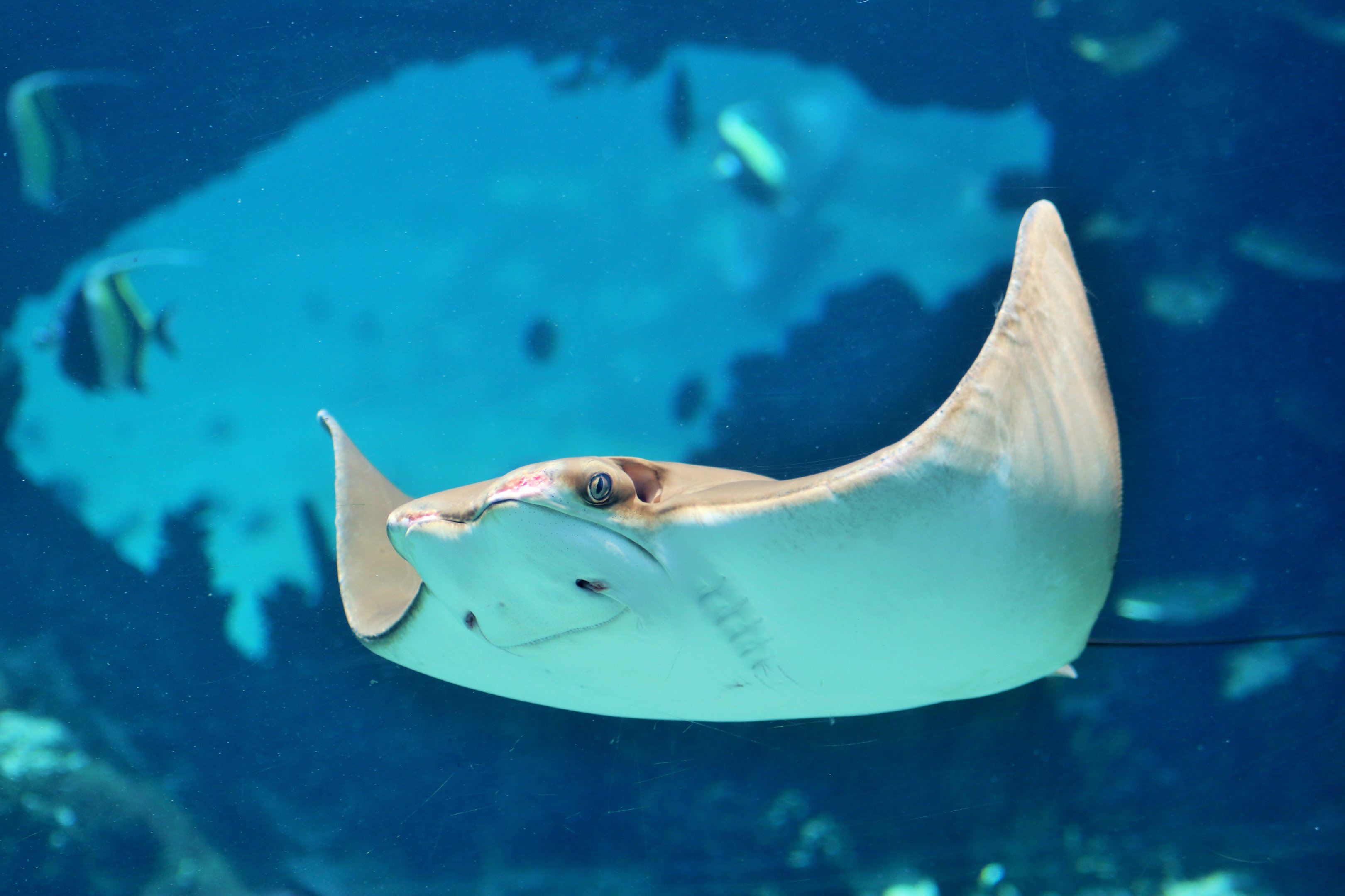 Australian Cownose Ray (Rhinoptera neglecta)