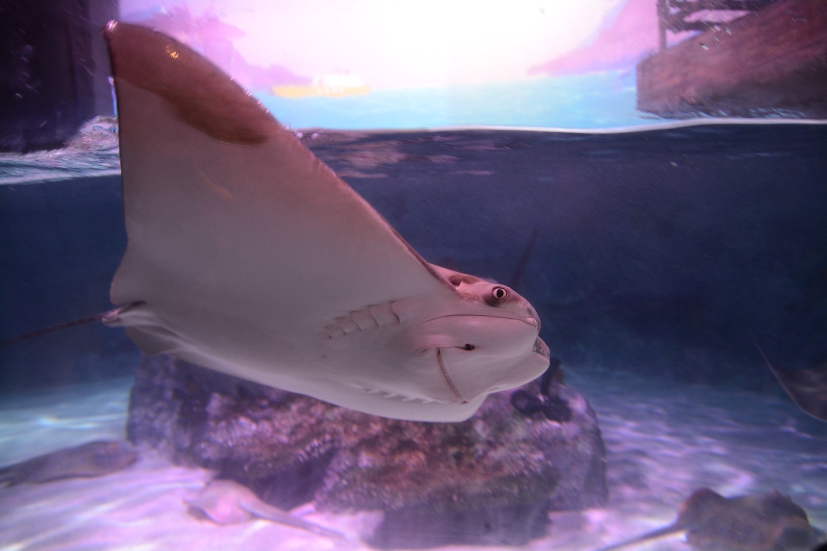 Australian cownose ray (Rhinoptera neglecta)