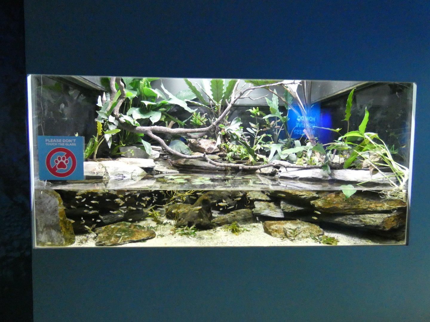 Australian creek themed tank in the Aquarium